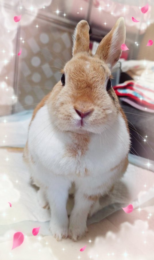 vjtyhysa's tweet image. Fuzy fuzzy cute cute Fuzzy fuzzy cute cute