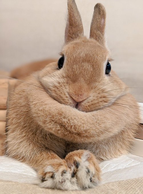 vjtyhysa's tweet image. Fuzy fuzzy cute cute Fuzzy fuzzy cute cute