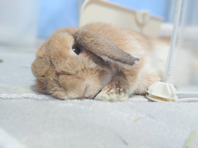 vjtyhysa's tweet image. Fuzy fuzzy cute cute Fuzzy fuzzy cute cute