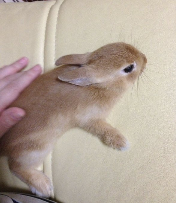 vjtyhysa's tweet image. Fuzy fuzzy cute cute Fuzzy fuzzy cute cute