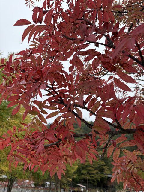 AllJapanTours's tweet photo. There's nothing more meaningful to us than seeing #Japan through the eyes of our travelers. Here r a few highlights shared by a guest who joined our Charms or Northern Japan: Autumn Leaves Tour. 

Nebuta Festival, peaceful garden paths, delicious regional dishes, &amp; fall foliage! https://t.co/I6bZQCiCrK