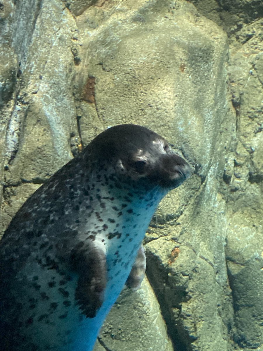 lilium028's tweet image. ココア…ココア…
江ノ水のプリンセスココア
あなたはこの湘南の地で多くの人に愛されたのよ
きっと次の土地でも、沢山の愛を注がれることでしょう
パパ譲りの黒い体で、ママ譲りのおしゃべりをして
いっぱいいっぱい可愛さを振りまくんだよ