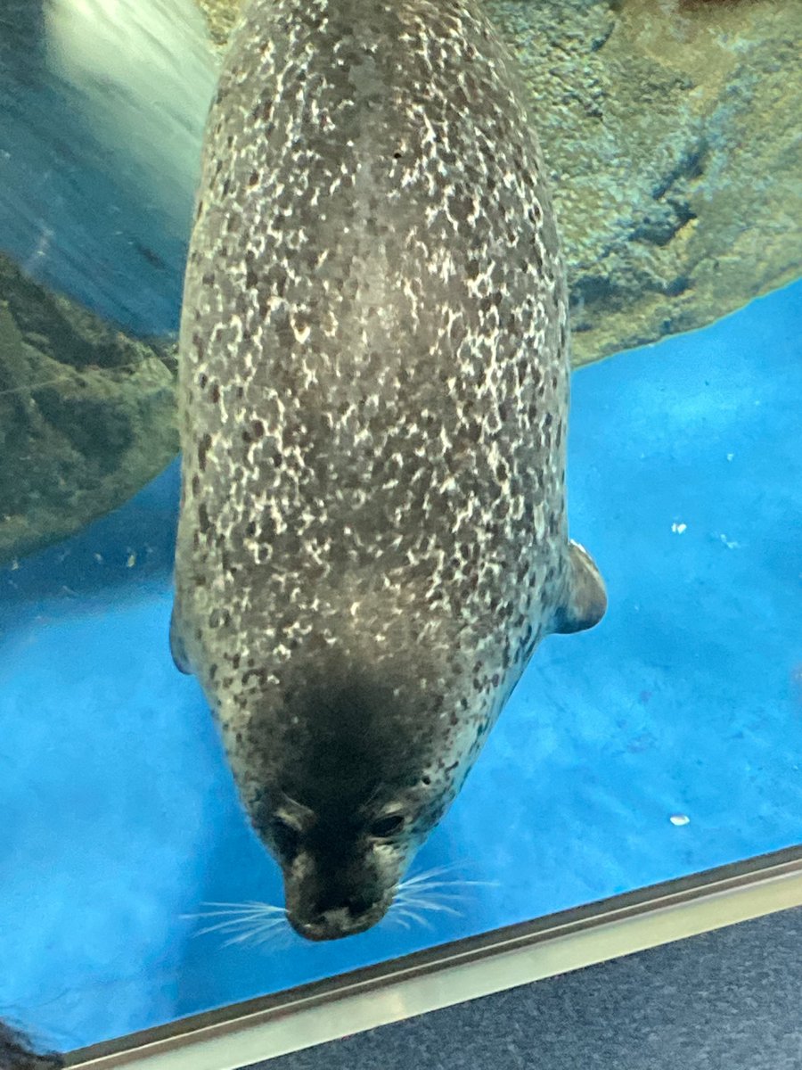 lilium028's tweet image. ココア…ココア…
江ノ水のプリンセスココア
あなたはこの湘南の地で多くの人に愛されたのよ
きっと次の土地でも、沢山の愛を注がれることでしょう
パパ譲りの黒い体で、ママ譲りのおしゃべりをして
いっぱいいっぱい可愛さを振りまくんだよ