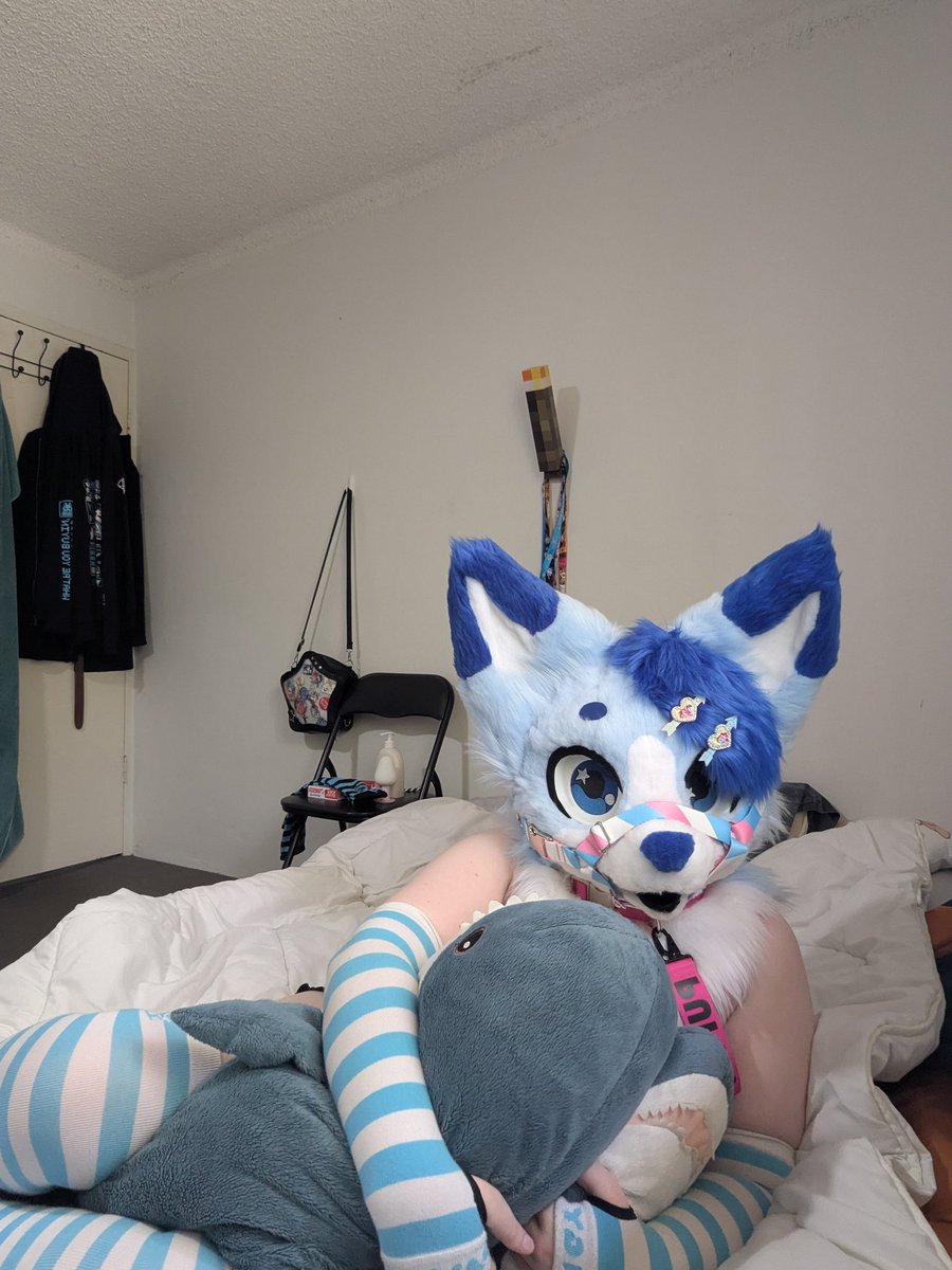 Happy #FursuitFriday!! You can never have enough blåhaj bois &gt;w&lt; ✨🥰
