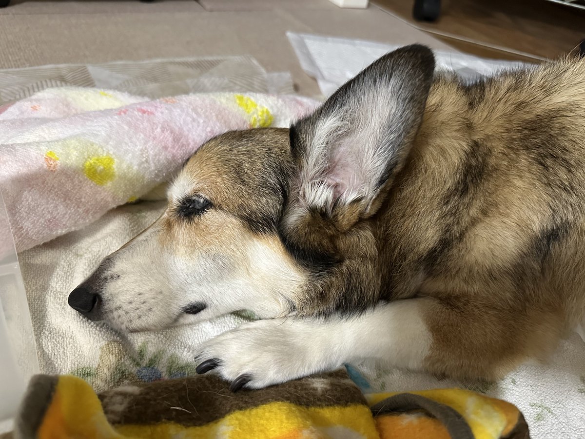 sz_code500's tweet image. 今日のむにゃむにゃ教 #corgi