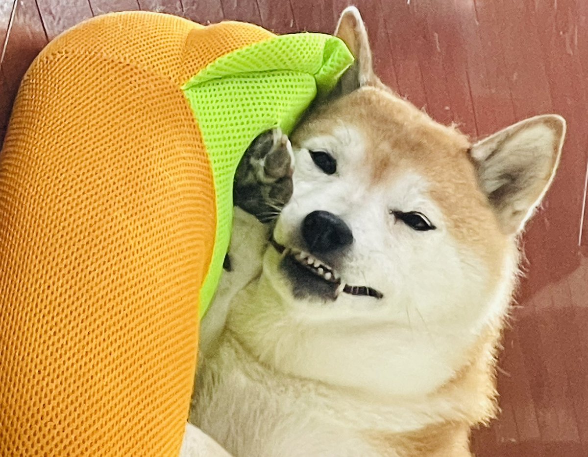2375Hiro's tweet photo. #アニコム #あさま空山望に泊まりたいワン https://t.co/f0QGyDWQZr