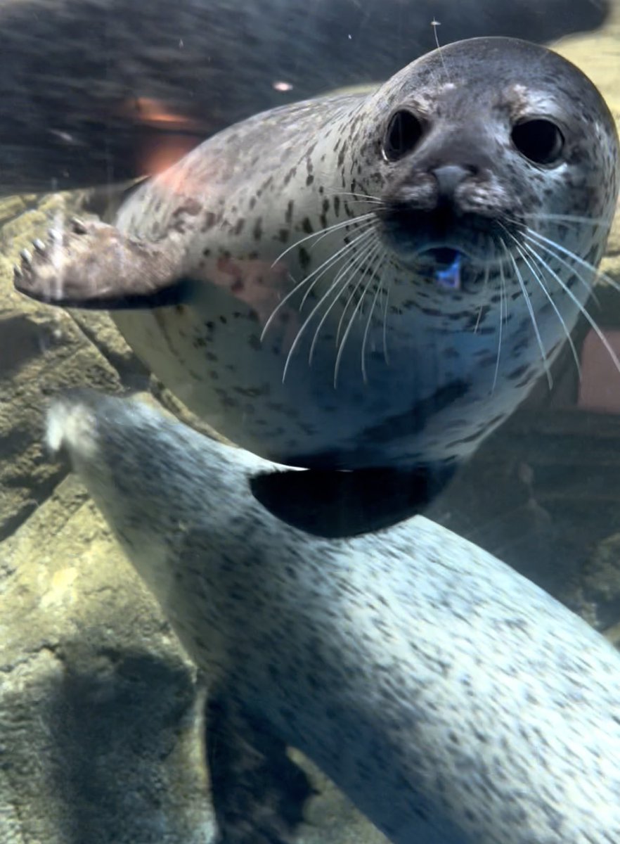 dcdc47609712's tweet image. 元気でいてくれてありがとう
(2025/11)

#新江ノ島水族館
#ゴマフアザラシ
#ココア