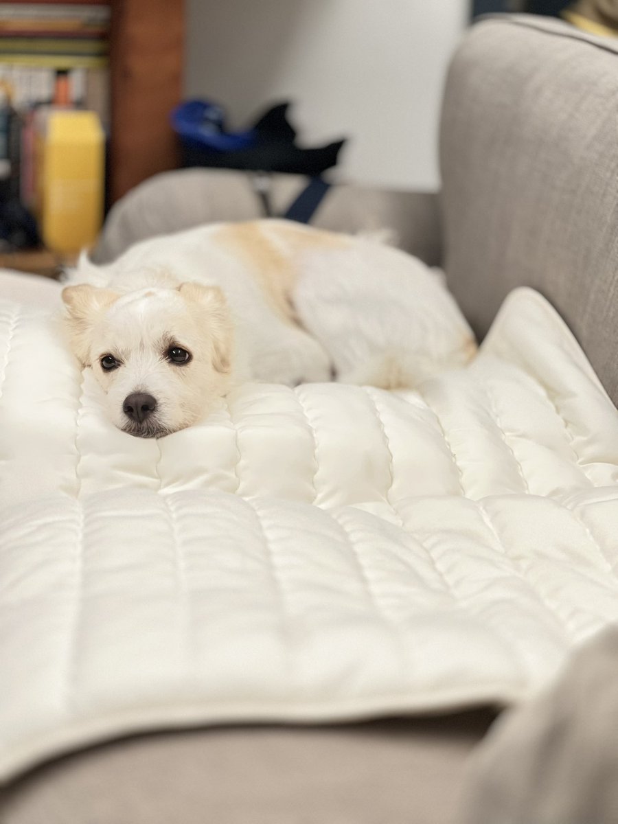트위터로 만난 내 로키
이제 제법
강아지처럼 산책도 즐기고 
뭐라뭐라 말도 막 하고

무엇보다 우리에게
6년간 계속 커지는 
한결같은 깊이의 사랑을 주고

“강아지는 인간이 불쌍해서 신이 선물로 만들어 준거같다” :  어느날 모닝페이지에 쓴 문장