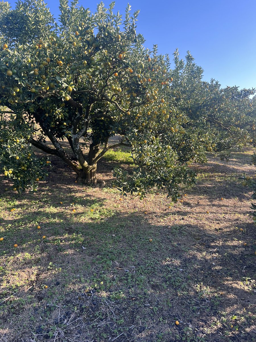 金柑もかなり色がついてきましたε ˙ ᴥ˙ )✧