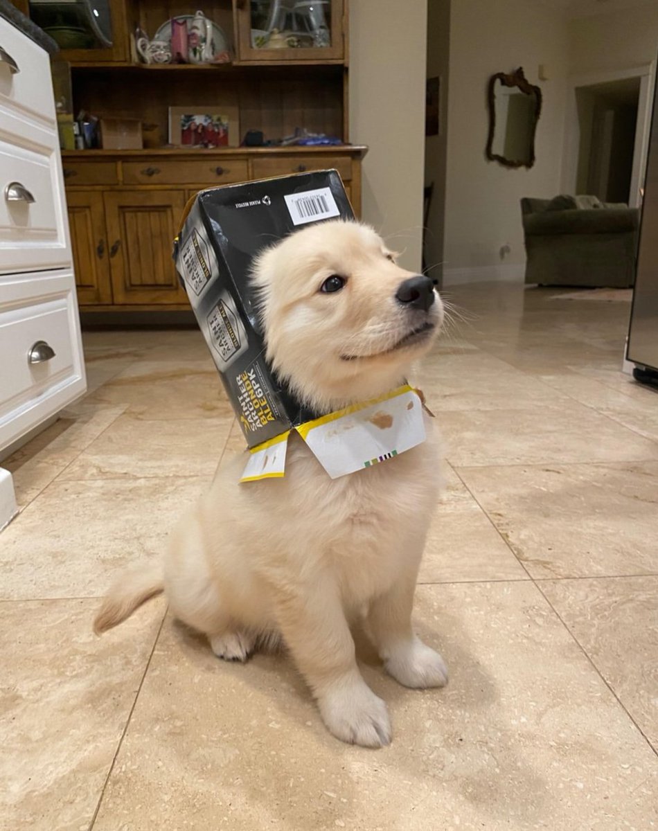 Доброе утро, котаны)