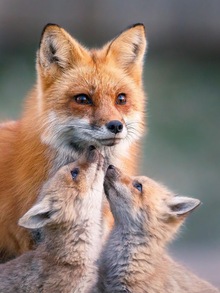 foxcoffeemetz's tweet image. #FOXNEWS ● Vendredi #Foxy 🤩 🤩 🤩 
.
.
[ #FoxCoffee - #FoxLab - #FoxRoom ]