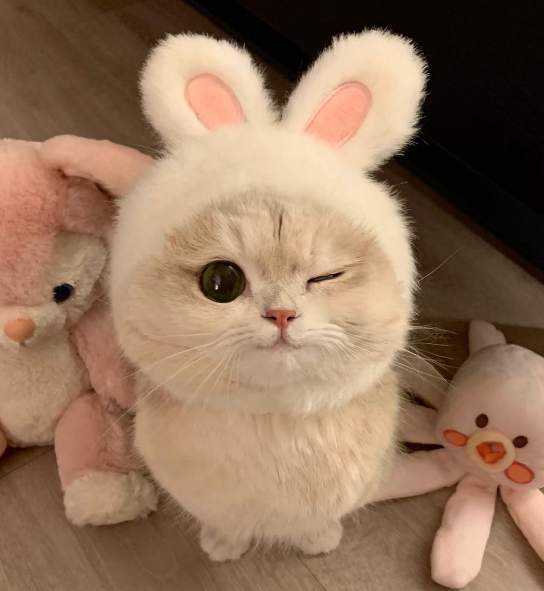 bubbabble's tweet image. jinkitten 2.0

#ONEW #온유