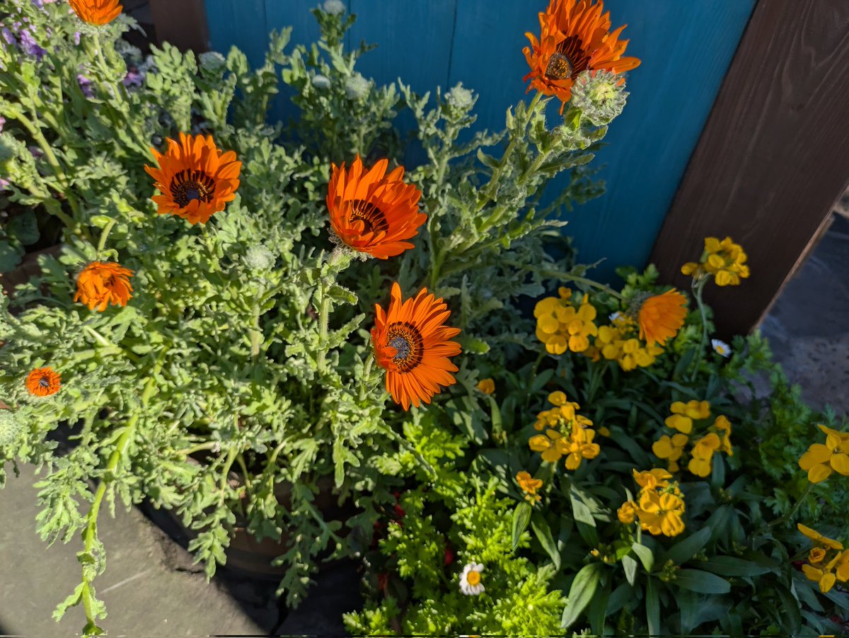 東京ディズニーランド #パーク内に咲いてるお花 ディズニーランドでは