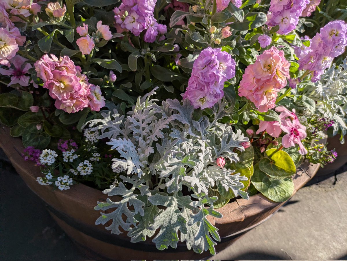 東京ディズニーランド #パーク内に咲いてるお花 ディズニーランドでは