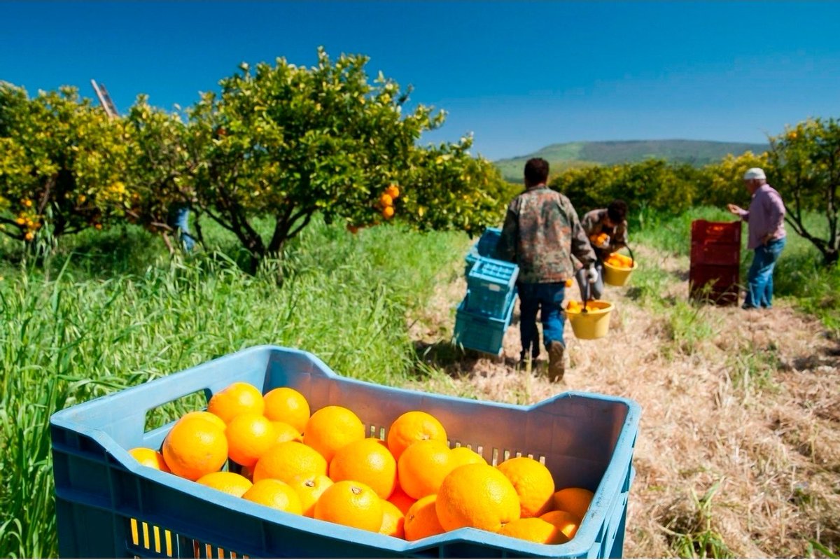 monteromonti's tweet image. Hoy en @DespiertaCSur (@canalsur 8:30) volvemos a analizar el problema d la falta d mano de obra en el campo andaluz. Algunas #cosechas peligran y no es fácil encontrar solución a este déficit que ya es estructural. 
Nos vemos en la #televisión pública andaluza 📺
#sectorprimario
