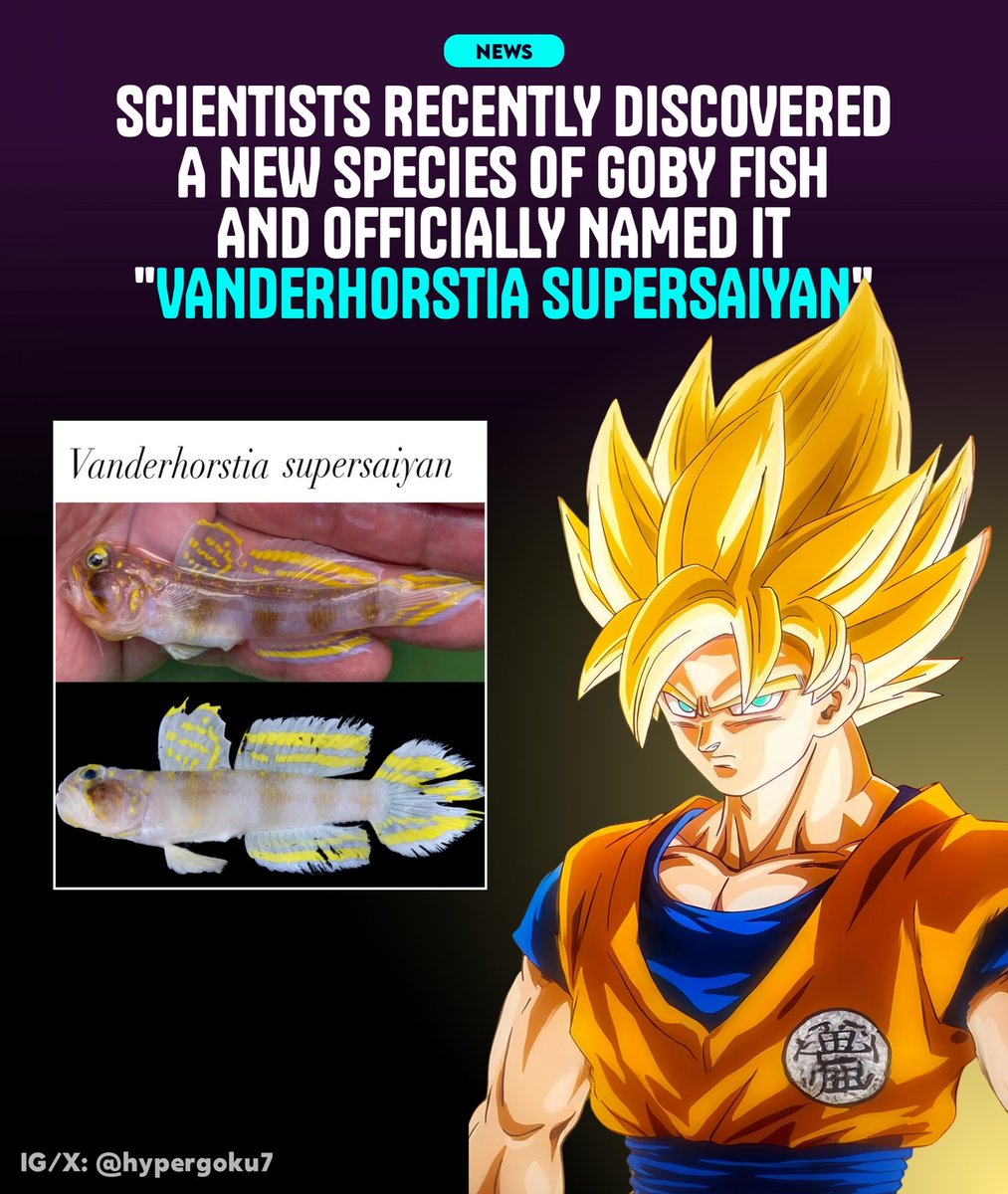 Scientists recently discovered a new species of goby fish and officially named it "Vanderhorstia supersaiyan".