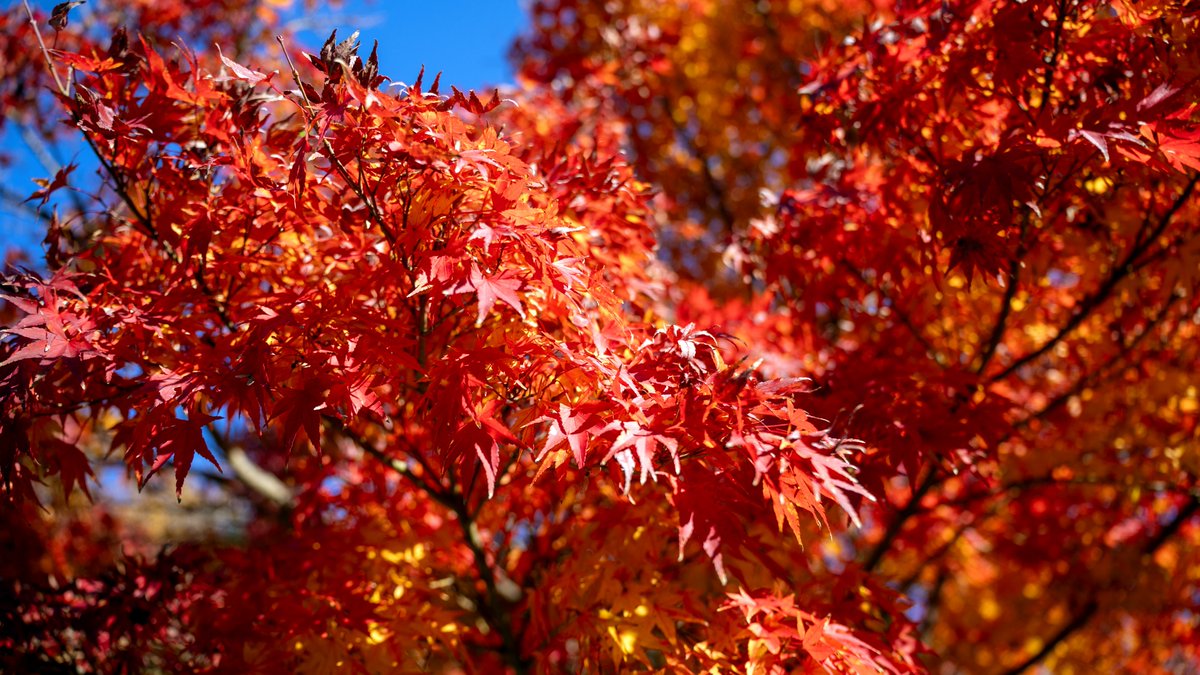 紅葉ツーリングに行ってきました🏍 まずは もみじロード🍁
