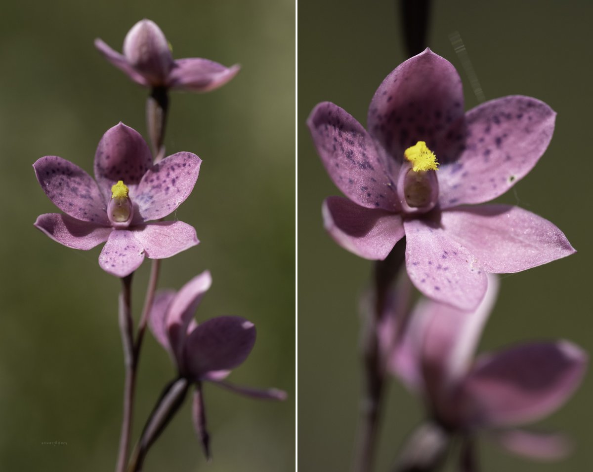 Silver Dory tweet media