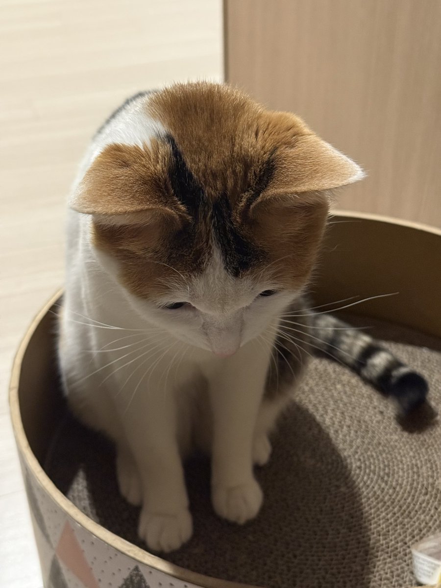 정수리가 보송한 고영