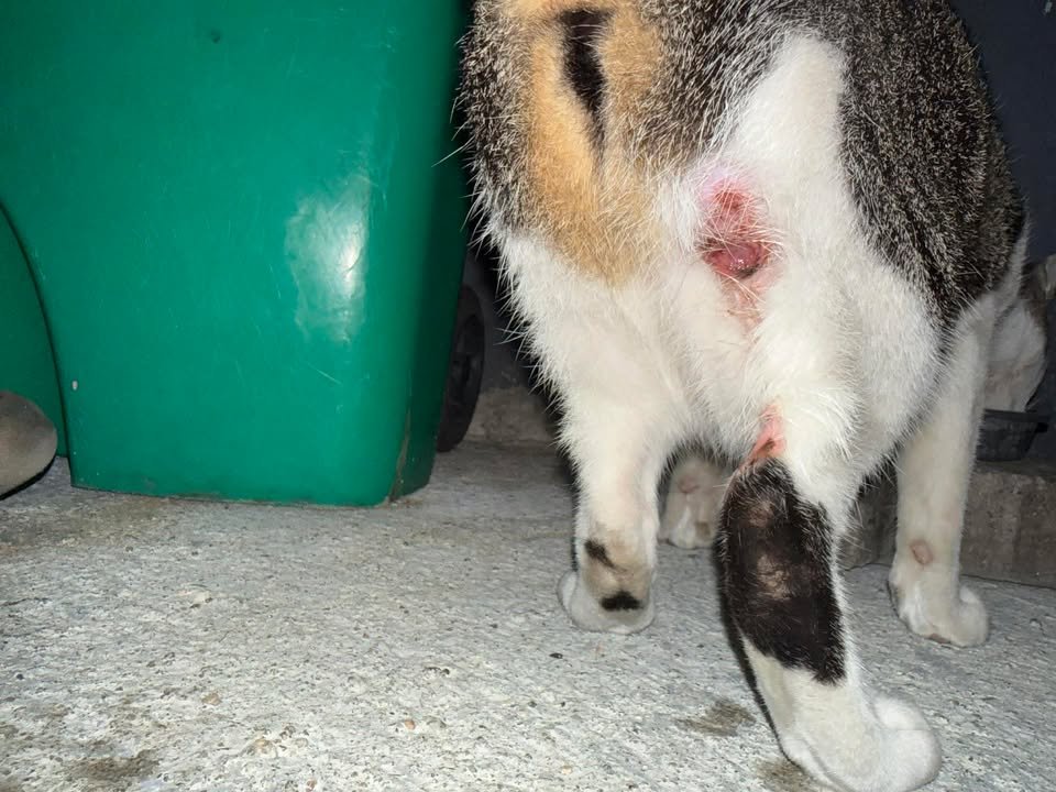 CatsterClub's tweet image. ‼️ หาคนรับเคสต่อ ‼️ (ฝากประกาศ)

เจอแมวแถวบ้านมีแผลน่าเป็นห่วงมากค่ะ
เหมือนถูกกัด และแผลอักเสบเรื้อรังมามากกว่า1เดือนแล้ว ***ภาพที่โพสต์ เป็นภาพตอนเจอครั้งแรก  ปัจจุบันหนักว่าค่ะ แต่ไม่ได้ถ่ายไว้**
ตอนนี้ยังมีเลือดออกเป็นช่วง ๆ และน้องเลียแผลตลอด ทำให้แผลไม่ดีขึ้นเลย…