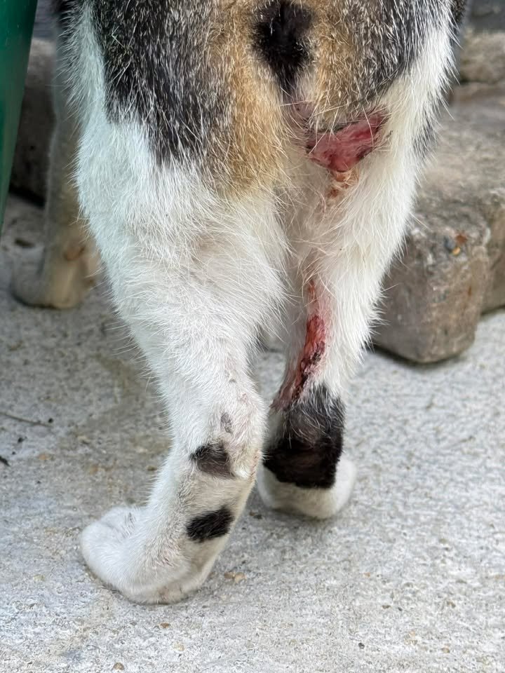 CatsterClub's tweet image. ‼️ หาคนรับเคสต่อ ‼️ (ฝากประกาศ)

เจอแมวแถวบ้านมีแผลน่าเป็นห่วงมากค่ะ
เหมือนถูกกัด และแผลอักเสบเรื้อรังมามากกว่า1เดือนแล้ว ***ภาพที่โพสต์ เป็นภาพตอนเจอครั้งแรก  ปัจจุบันหนักว่าค่ะ แต่ไม่ได้ถ่ายไว้**
ตอนนี้ยังมีเลือดออกเป็นช่วง ๆ และน้องเลียแผลตลอด ทำให้แผลไม่ดีขึ้นเลย…