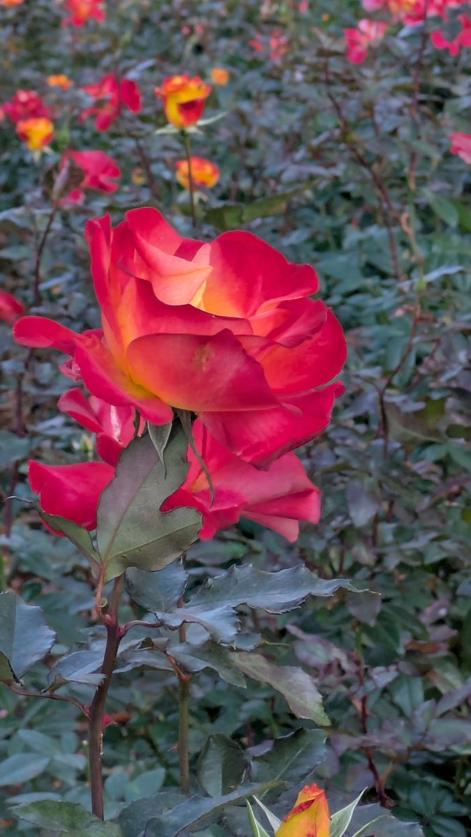 jo3_pbb's tweet image. 大蔵運動公園の薔薇綺麗散歩中