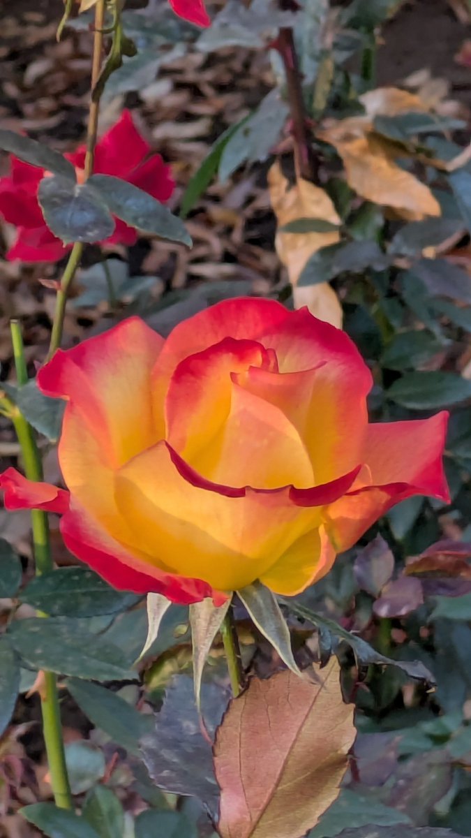 jo3_pbb's tweet image. 大蔵運動公園の薔薇綺麗散歩中