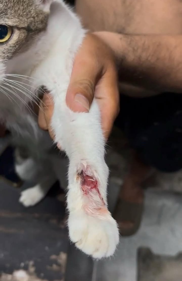 CatsterClub's tweet image. ‼️ หาคนรับเคสต่อ ‼️ (ฝากประกาศ)

เจอแมวแถวบ้านมีแผลน่าเป็นห่วงมากค่ะ
เหมือนถูกกัด และแผลอักเสบเรื้อรังมามากกว่า1เดือนแล้ว ***ภาพที่โพสต์ เป็นภาพตอนเจอครั้งแรก  ปัจจุบันหนักว่าค่ะ แต่ไม่ได้ถ่ายไว้**
ตอนนี้ยังมีเลือดออกเป็นช่วง ๆ และน้องเลียแผลตลอด ทำให้แผลไม่ดีขึ้นเลย…