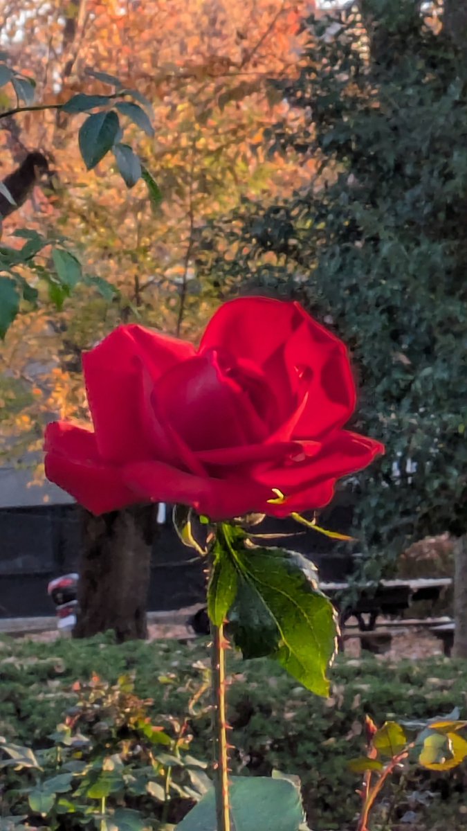 jo3_pbb's tweet image. 大蔵運動公園の薔薇綺麗散歩中