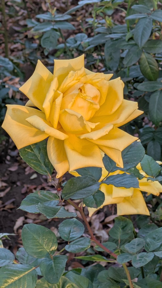 jo3_pbb's tweet image. 大蔵運動公園の薔薇綺麗散歩中