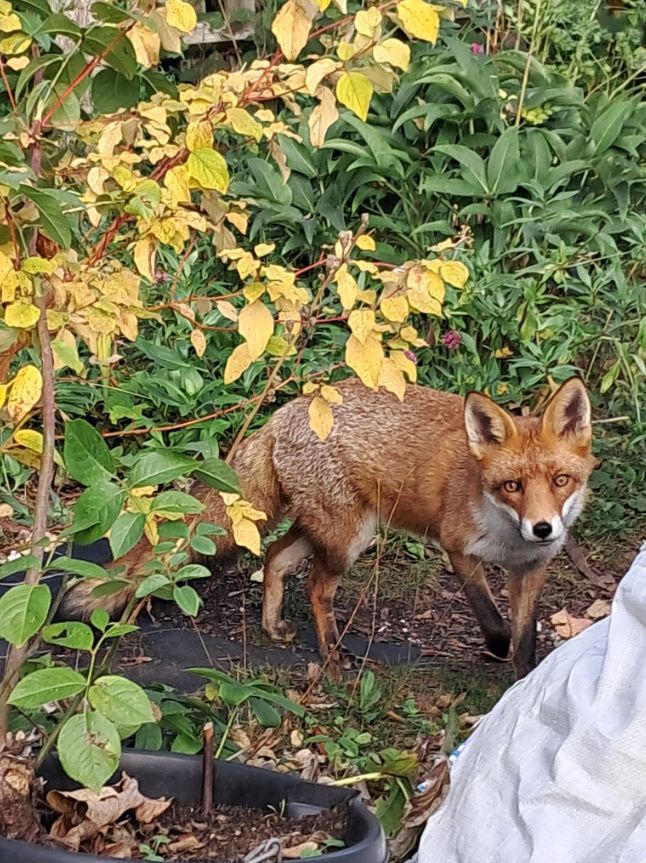 Good morning , today's #FoxOfTheDay shared by @madmark56 - please keep sharing yours !
