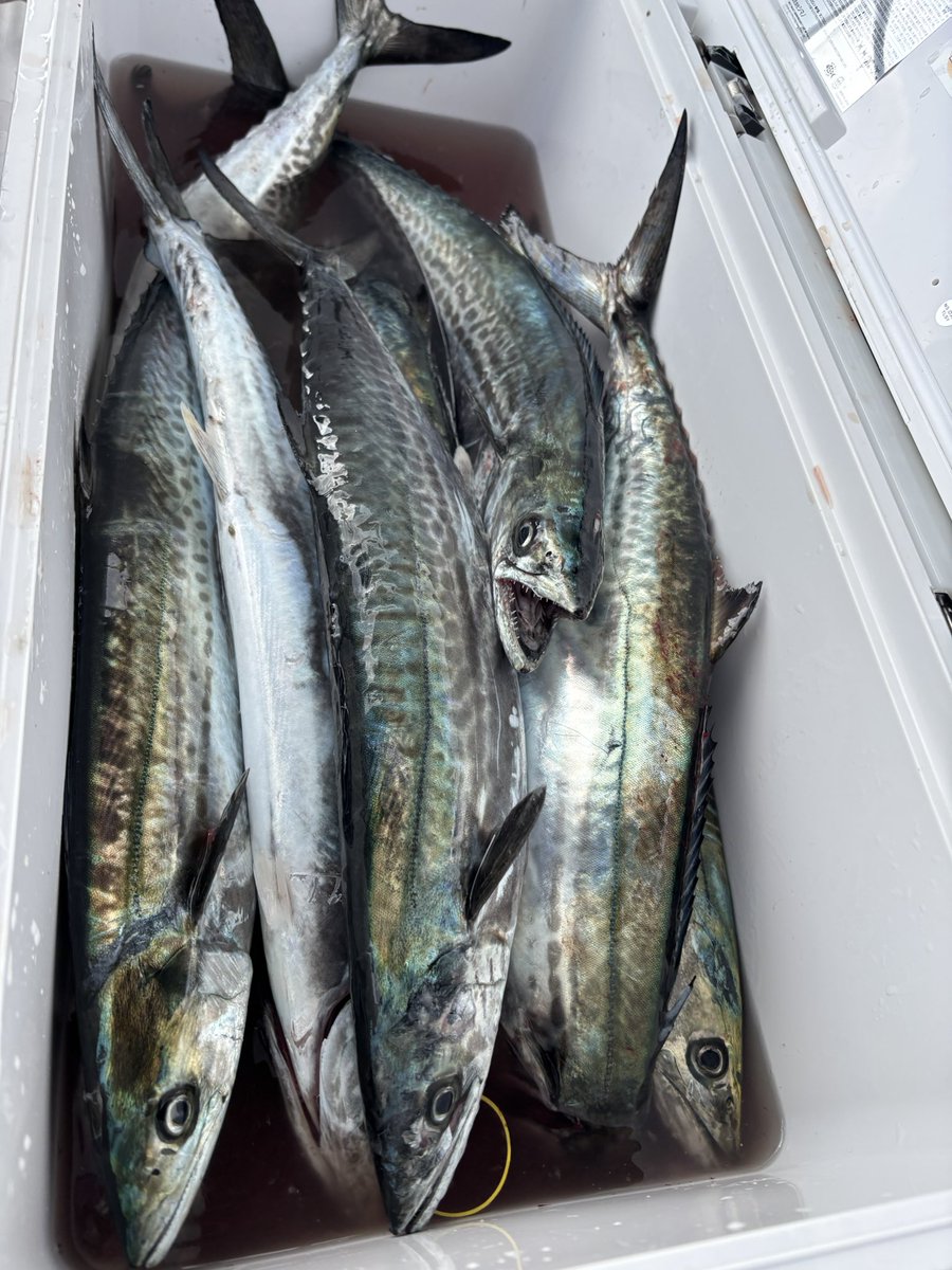 そろそろ神戸のサゴシも終盤ですが
潮が動いてベイトが入ってくれると依然好調キープ👍
今朝は鳥山発生でプチラッシュ🩷
時合いが過ぎると少しテクニカルな拾い釣りでした。最終15本キープ楽しめました☺️