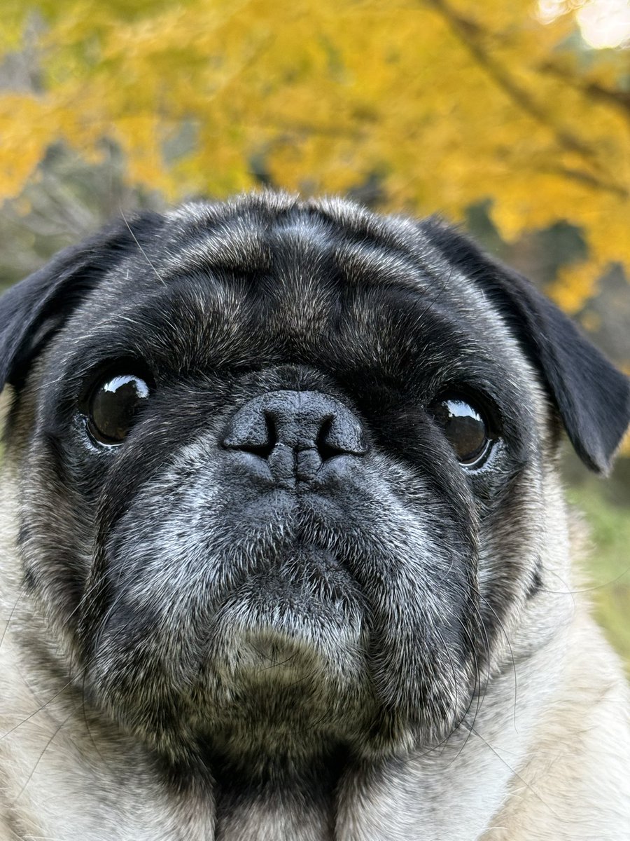 パグのピーちゃん (@Pi18341995) / Posts / X