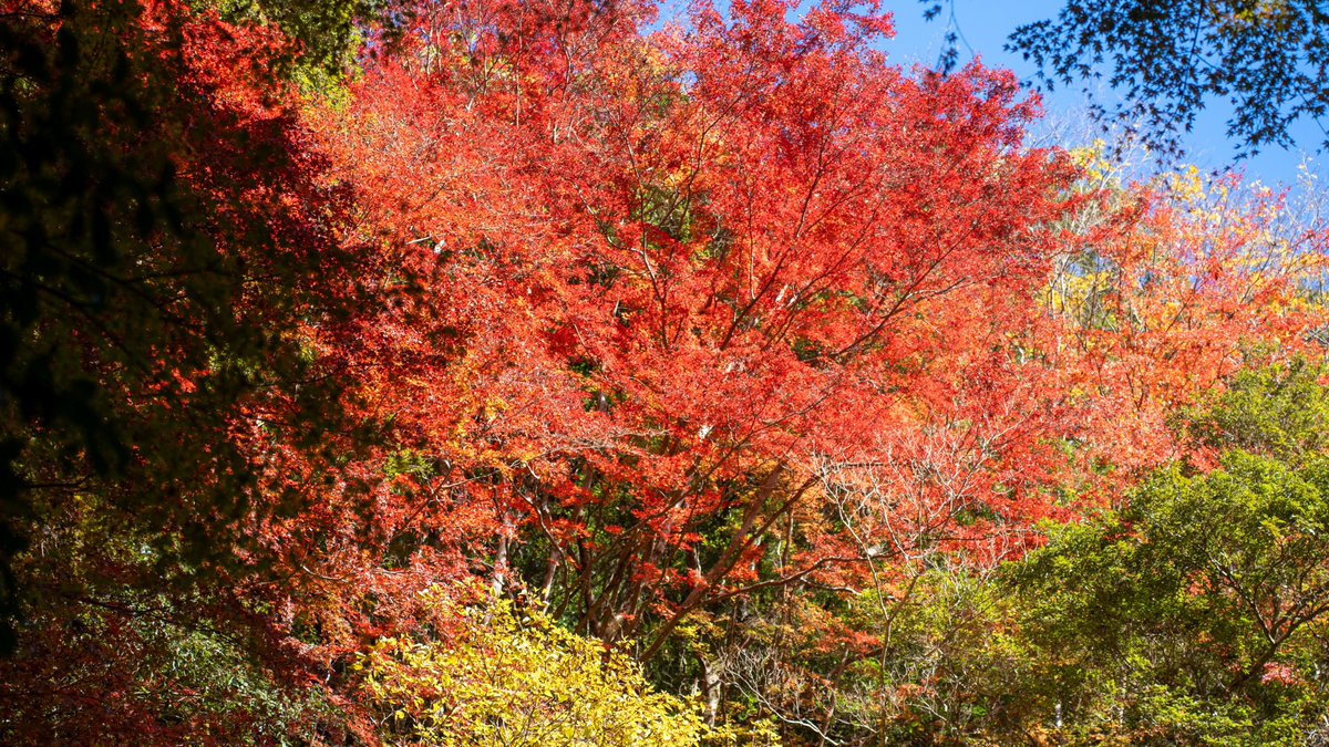 紅葉ツーリング③ 四方木不動滝🍁