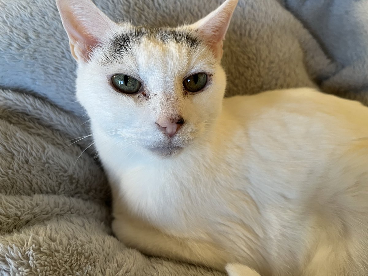 しらたまさん
16歳のおばあちゃん猫でも元気です
もう猫又になってくれー
一生一緒にいてくれー

かわゆい