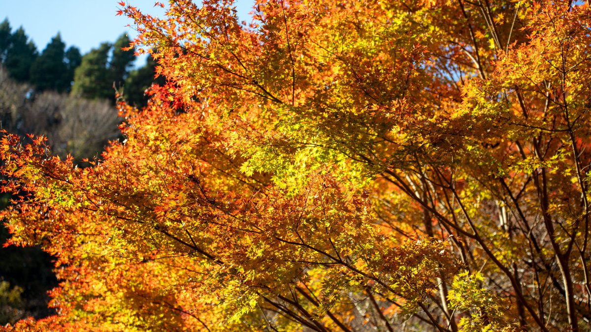 紅葉ツーリング④ 他何カ所か🍁 ビミョーに色付いていない所が多くて