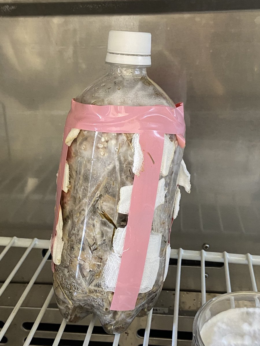 BioRjp's tweet photo. RJPキノコ班です。
ようやくキノコの菌が成長し始めました😊
キノコキット製作もラストスパートです！！🌱🌱🌱
 #キノコ #培養キット #金曜日 https://t.co/0DQUZAWrnI