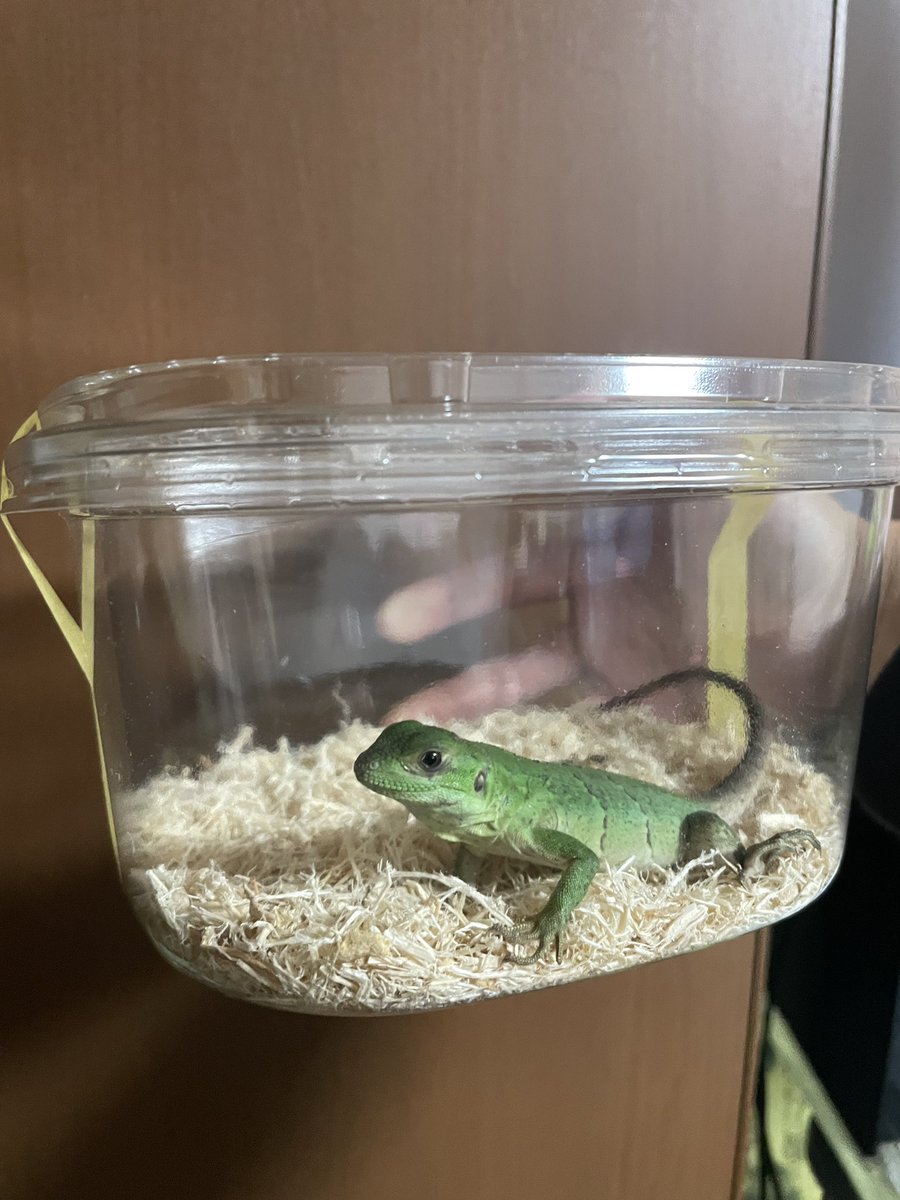 とうとう私もイグアナデビューw

＃ツナギトゲオイグアナ