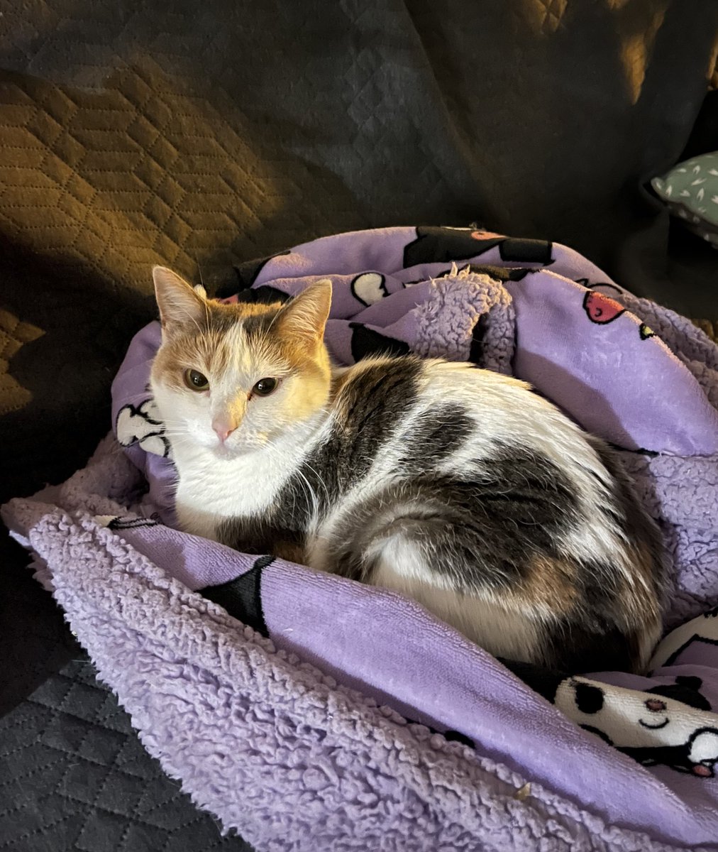 petit chat dans son nid 🪺