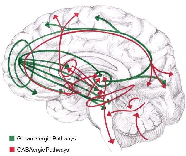 Odağım düştü, demek ki dopaminim azaldı tümcesindeki en büyük yanlış, odaklanmanın kalitesini dopamin düzeyinin yüksekliğine bağlamaktır. Odaklanma, uyanıklık, uyarılma düzeyi ve dikkat düzeyini beyinde belirleyen temel sistem GLUTAMAT-GABA sistemleri arasındaki dengedir.