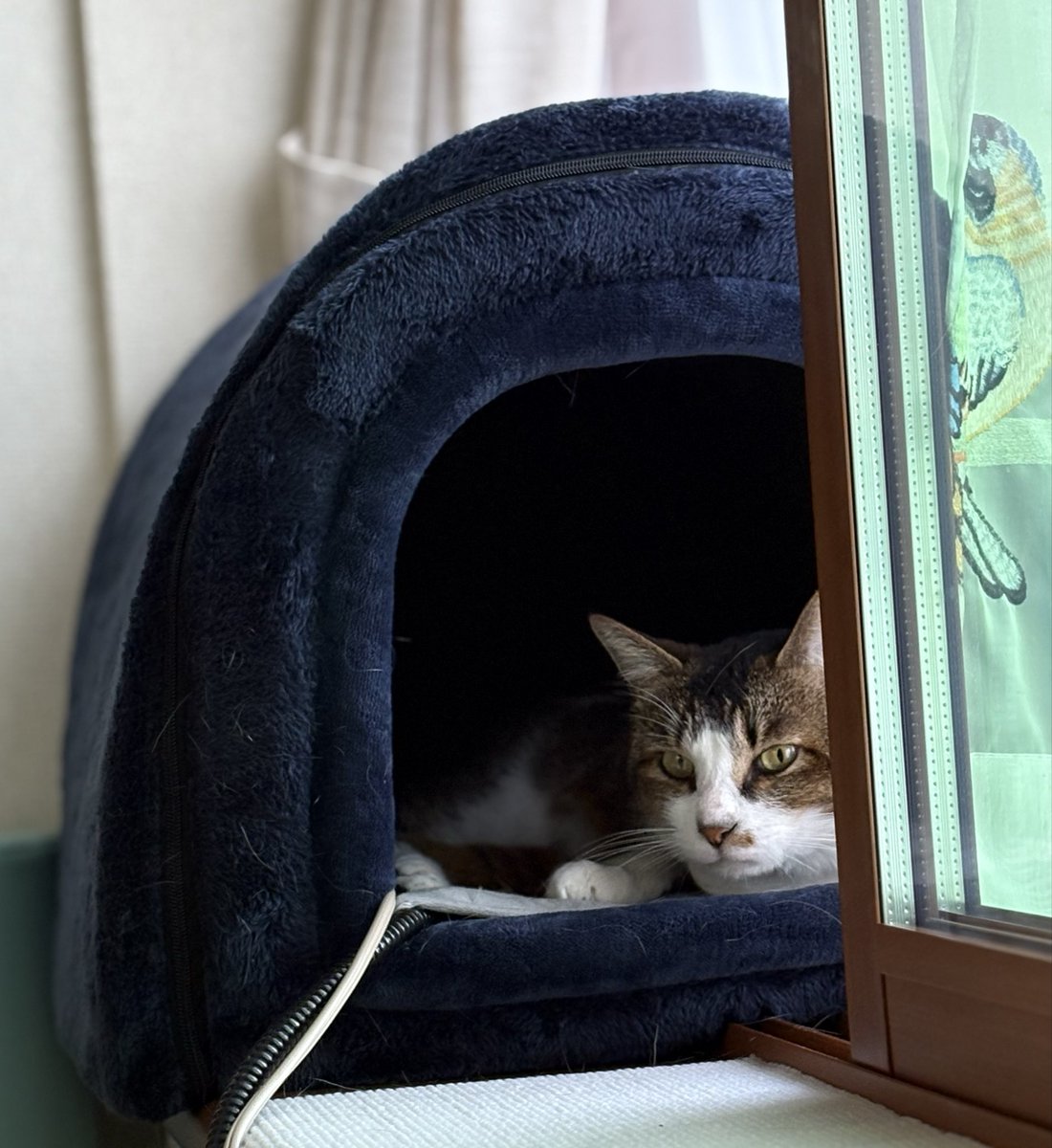 Tetsuo20499's tweet photo. 今日の俺、寒くて油断…

#ねこのいる暮らし𓏲𓎨 
#猫のいる暮らし 
#猫好きさんと繫がりたい 
#保護猫と暮らす https://t.co/EfwNn9oQm8