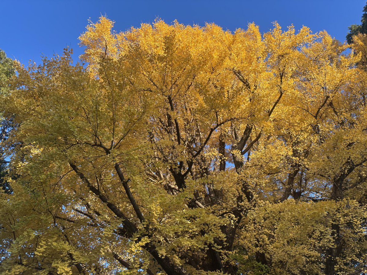 i_to_u____'s tweet image. 上野恩賜公園
クリスマスイベントやってます
けど、
御徒町の居酒屋行きます🍺