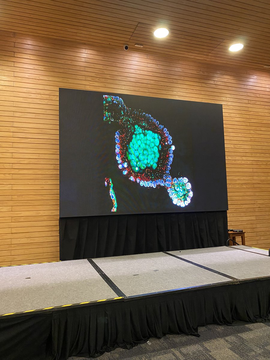 Sociedad de Biología Celular de Chile (SBCCh) tweet media