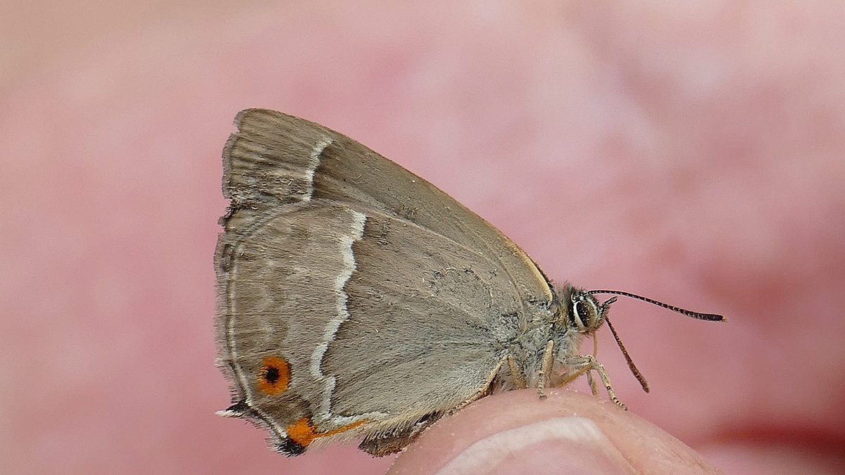 Salcey Forest from this summer, Purple Emperor (female) and Purple Hairstreak ….❤️