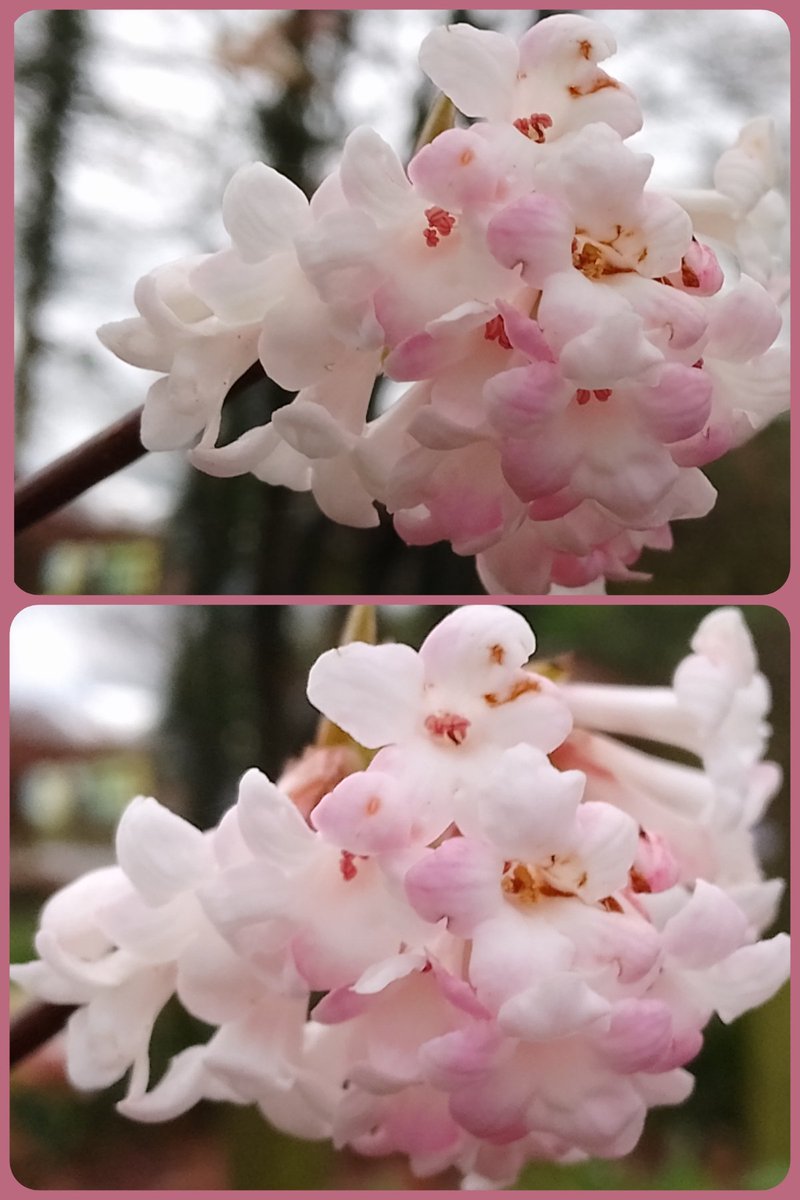 #FlowersOnFriday beautiful viburnum seen yesterday, love the blush of pink. #bloomscrolling #DailyFlowers #vitaminN