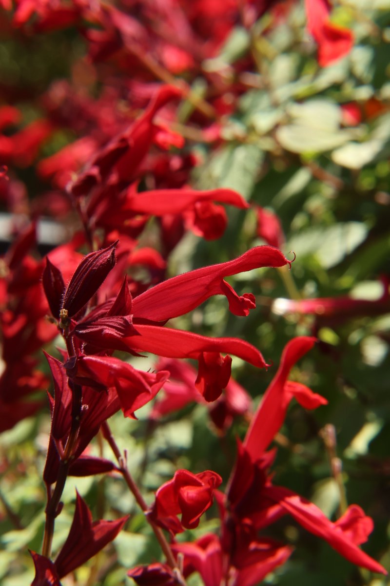 Pineapple Sage 😃

#Flowers #SalviaElegans #PineappleSage