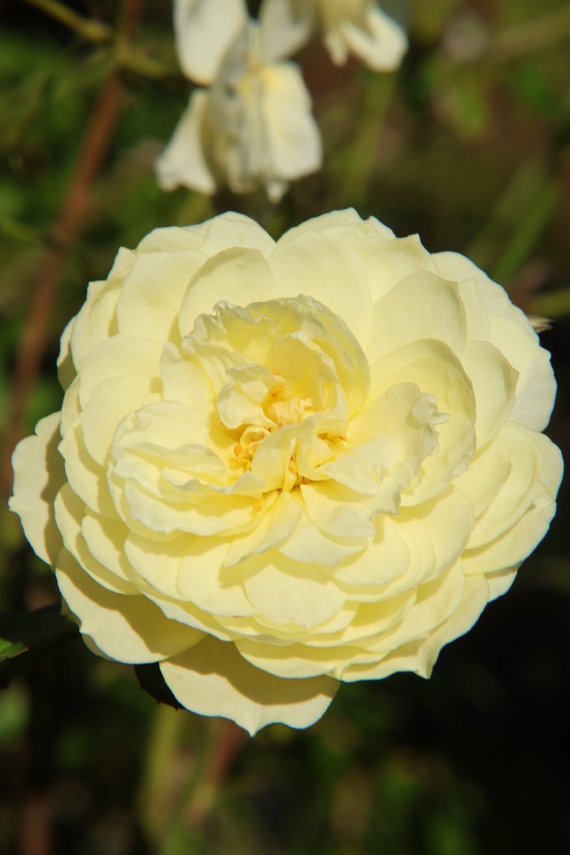 Rose 😁 

#Photography #Flowers #Rose