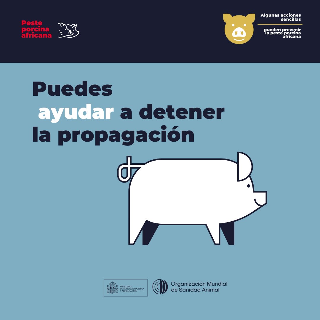 Hemos convocado al Comité de la Red de Alerta Sanitaria Veterinaria, junto a los servicios veterinarios autonómicos y representantes del sector porcino.

🎯Informar sobre la situación y reforzar las medidas de bioseguridad en las explotaciones.

📲mapa.gob.es/es/prensa/ulti…