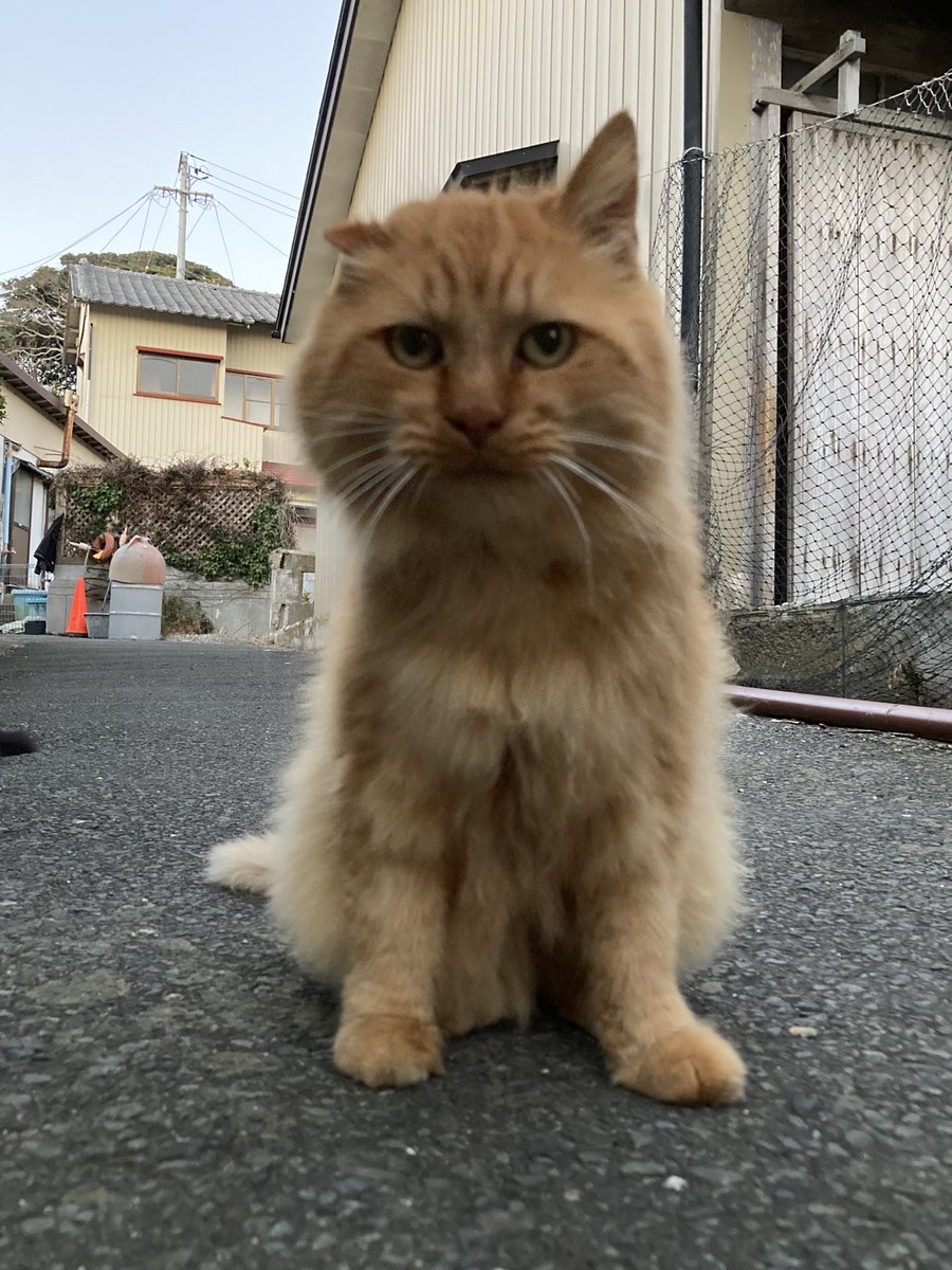 こちらもどうぞ😸 帰ろうとした頃におかか、ミルクティーも来てくれ