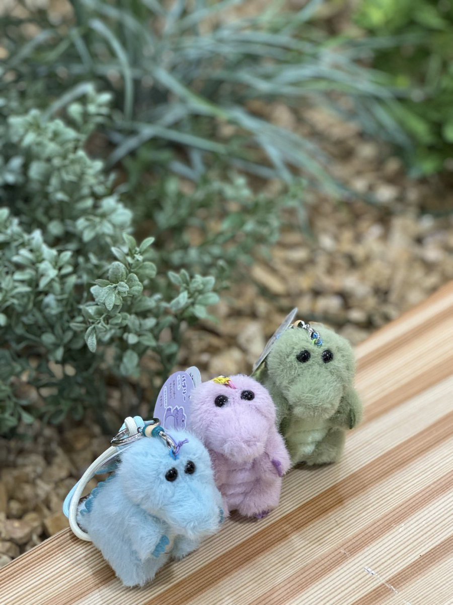 matsuo_isono's tweet image. 仕事終わりに今日発売の新作ワーリーをお迎えに行ったよ🐊
友達のパプリー、レイリーと一緒に
小さくて毛並みがパヤｯｯパヤで可愛いね

うちの子控えめでボケてる🤣
#ワーリー